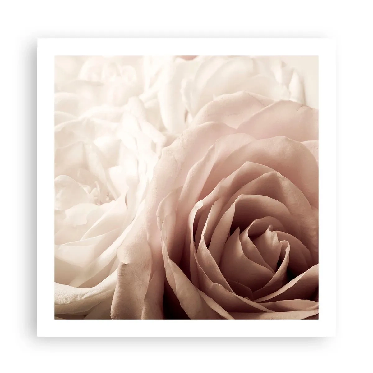 Poster - În inima unui trandafir - 60x60 cm
