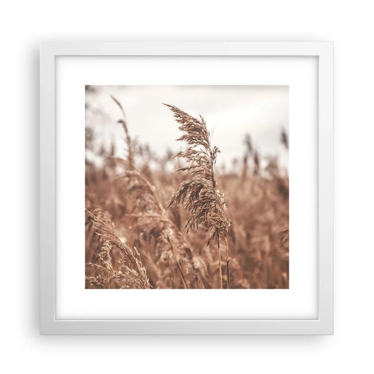 Poster în ramă albă - Toamna pe câmpuri - 30x30 cm