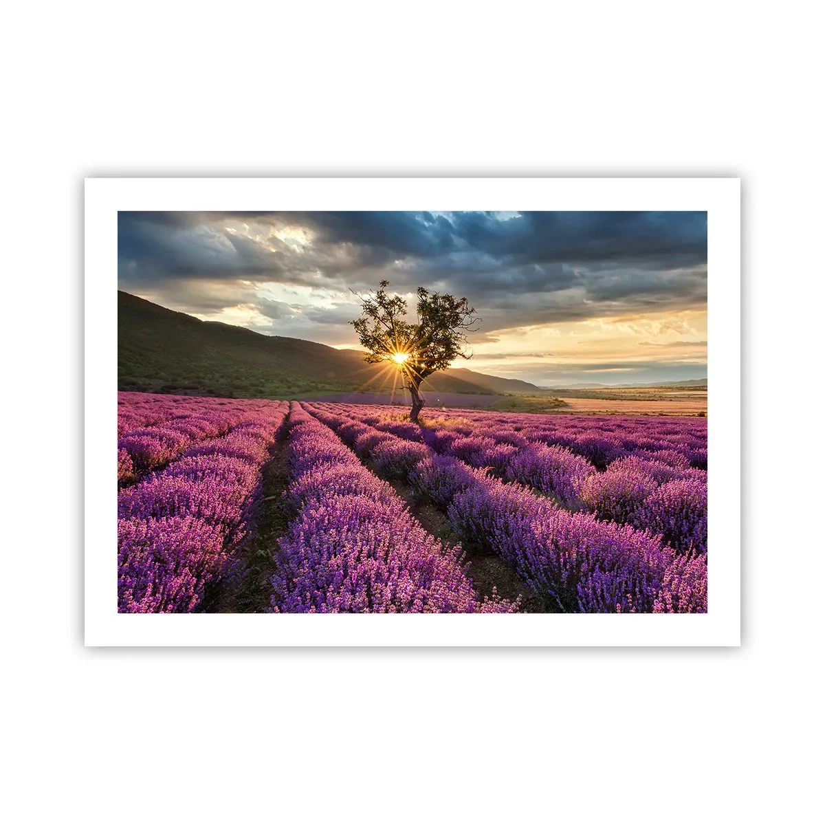 Poster - Aroma în liliac - 70x50 cm