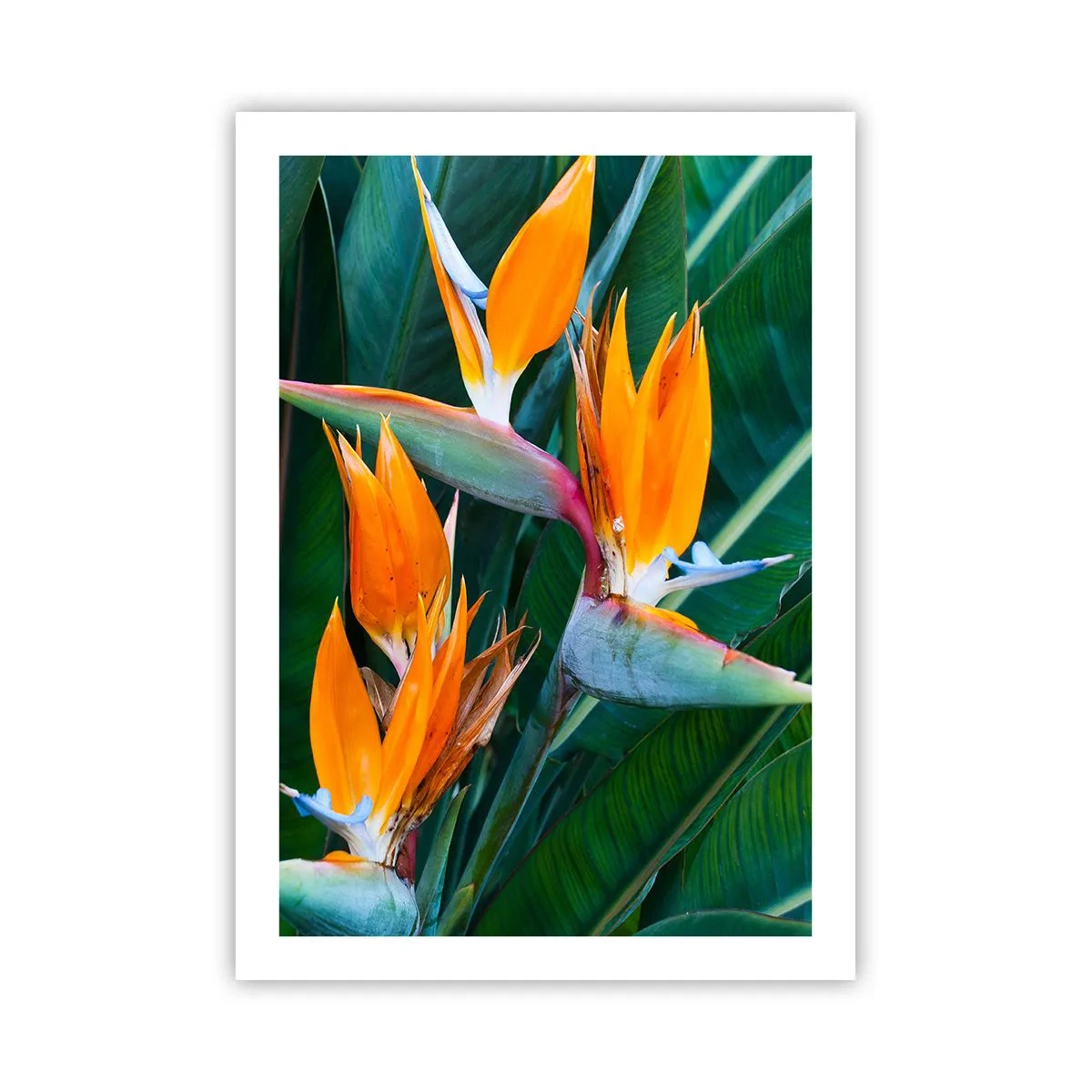Poster - Este o floare sau o pasăre? - 50x70 cm