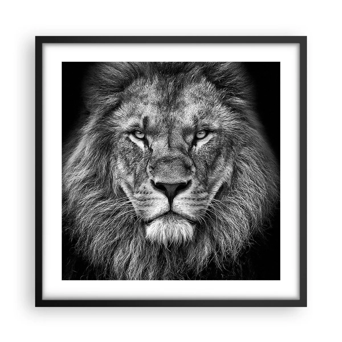 Poster în ramă neagră - În ținuta de încoronare - 50x50 cm