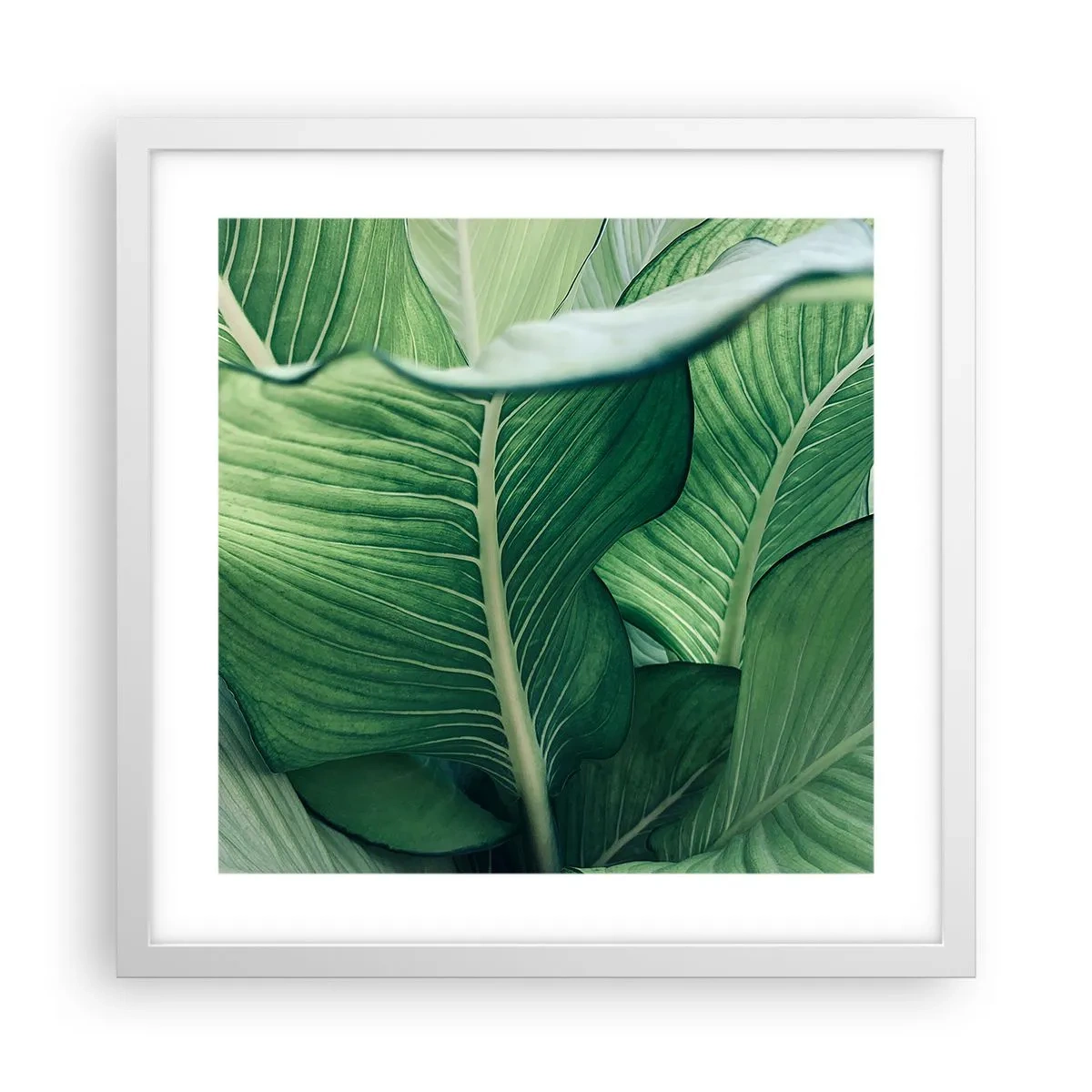 Poster în ramă albă - Viață intensă în verde - 40x40 cm
