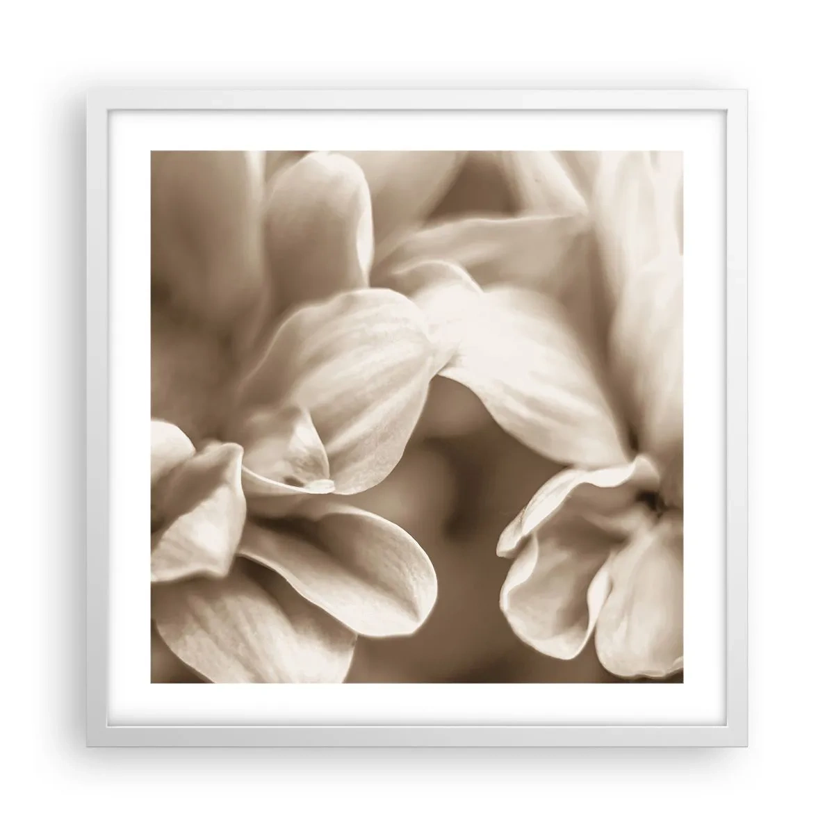 Poster în ramă albă - Blânde ca un zâmbet - 50x50 cm