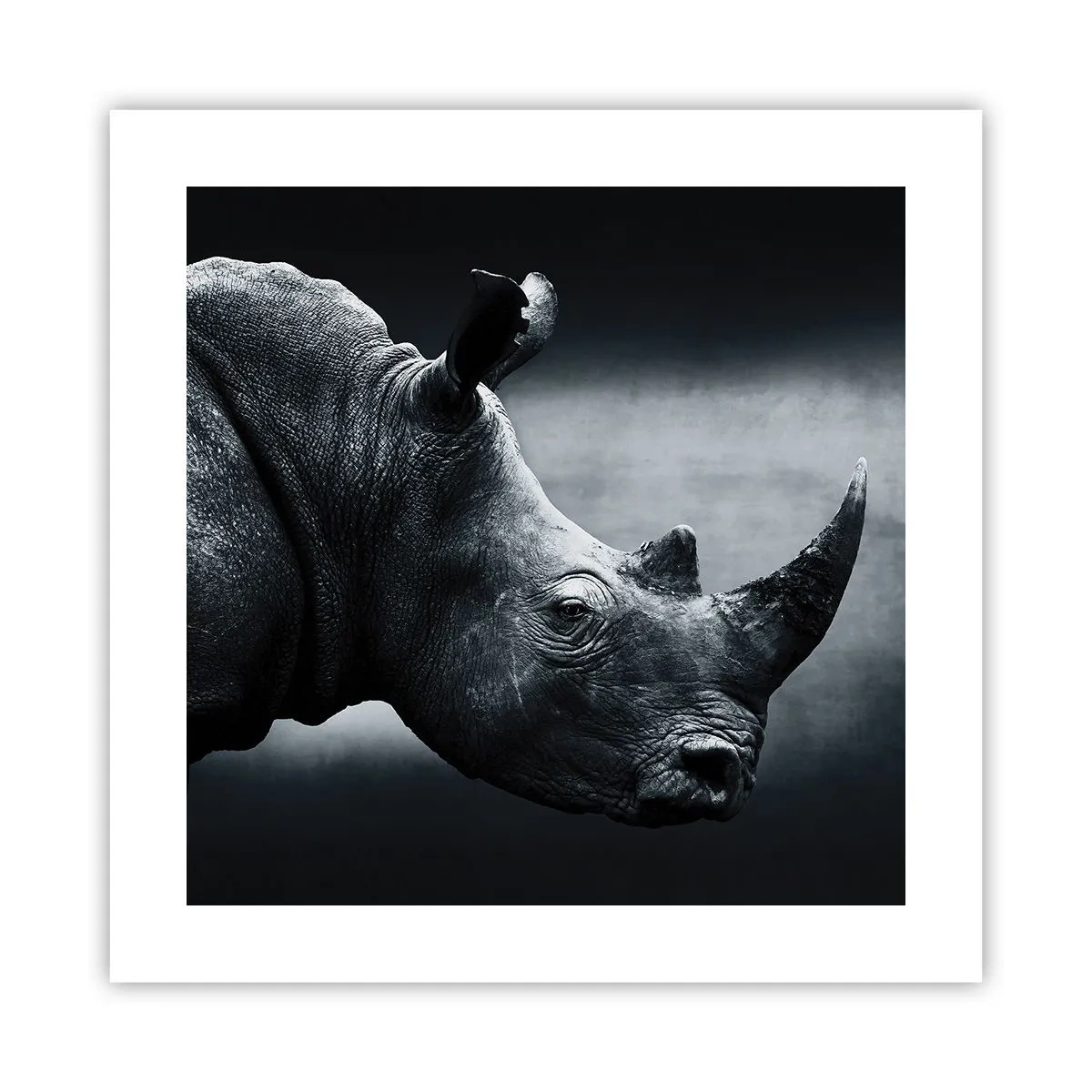 Poster - Profil drept - 40x40 cm