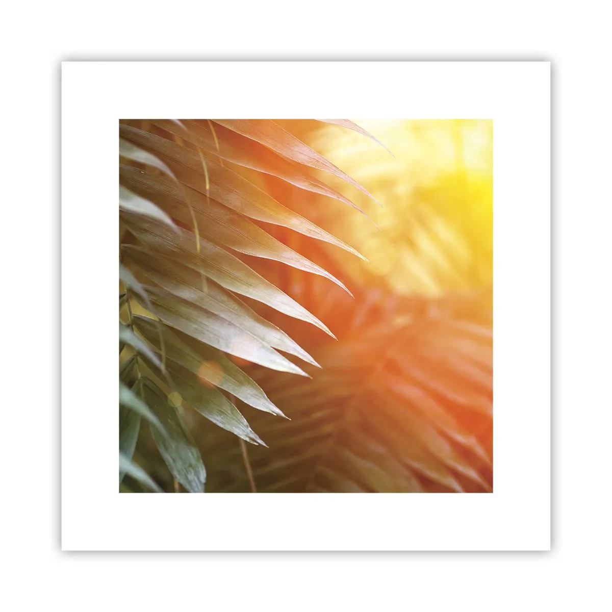 Poster - Dimineață în junglă - 30x30 cm