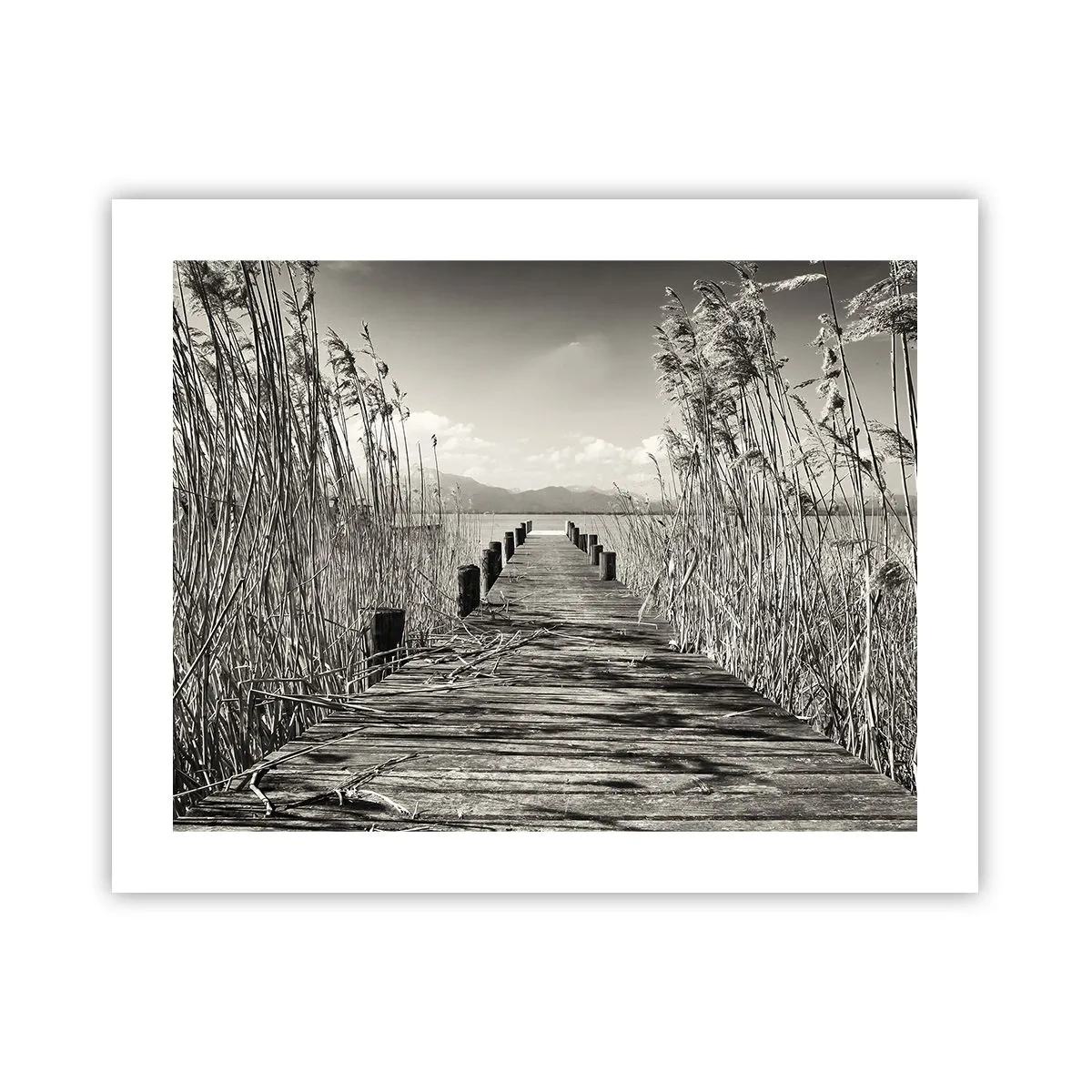 Poster - În intimitatea ierburilor - 50x40 cm