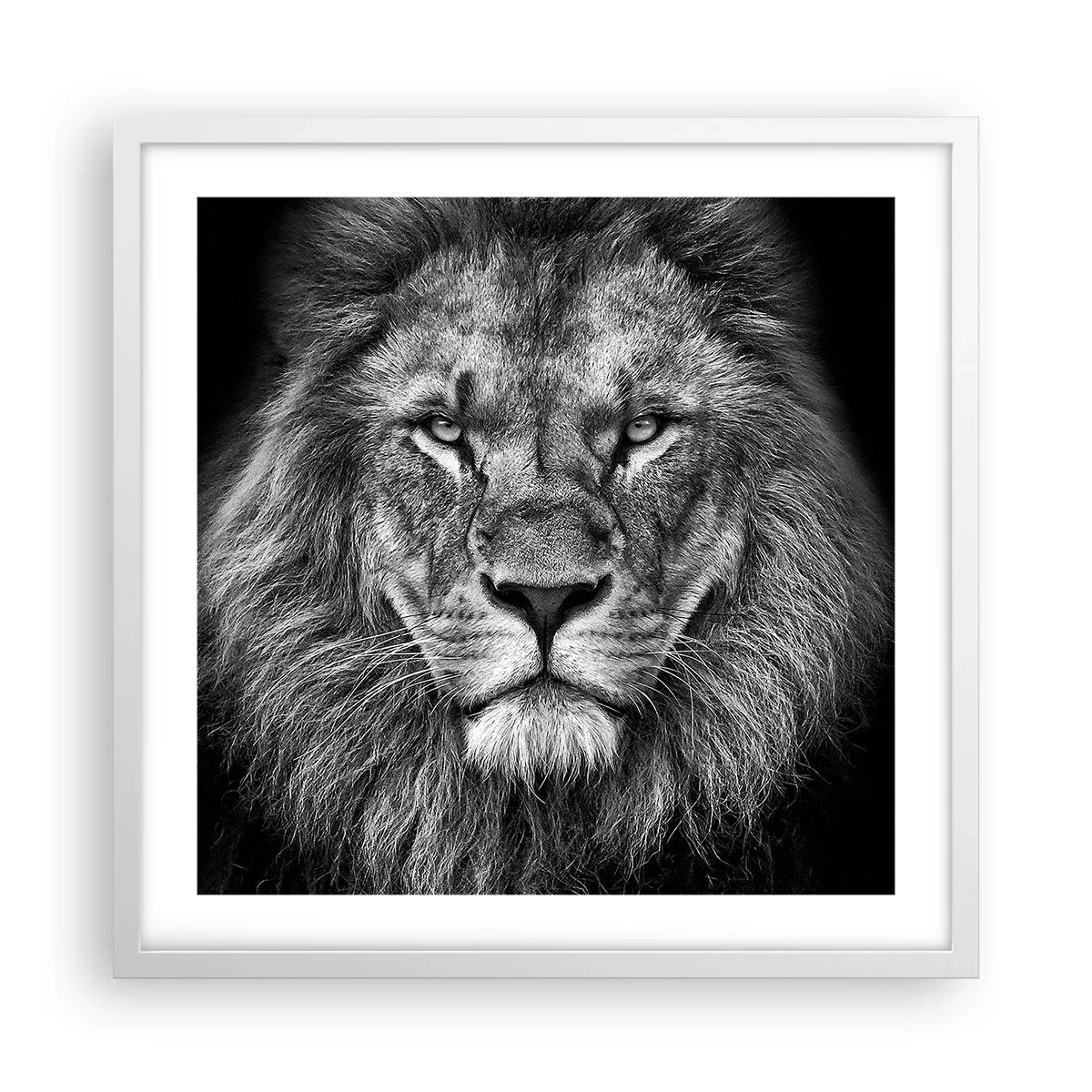 Poster în ramă albă - În ținuta de încoronare - 50x50 cm