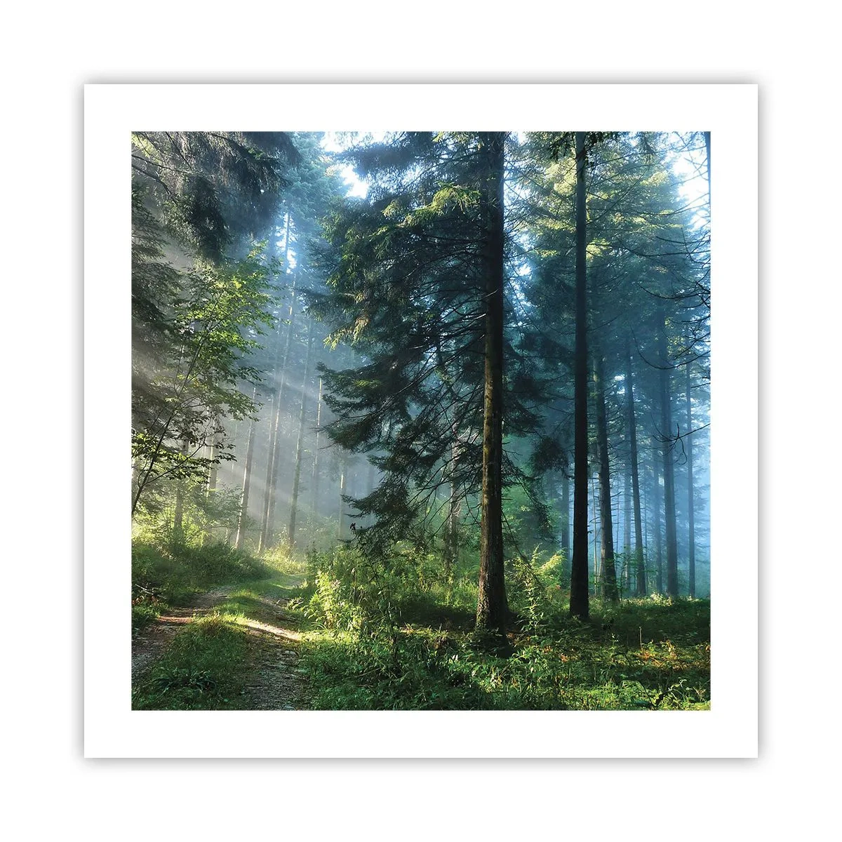 Poster - Strălucirea de dimineață - 50x50 cm