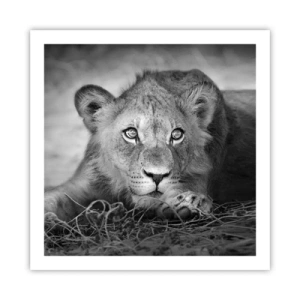 Poster - Pisicuța regală - 60x60 cm