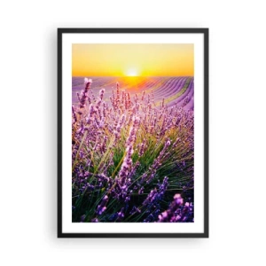 Poster în ramă neagră - Un câmp de lavandă iluminat de razele soarelui care apune - 50x70cm - Câmpul parfumat - Decorațiune modernă pentru perete pentru living și dormitor ARTTOR