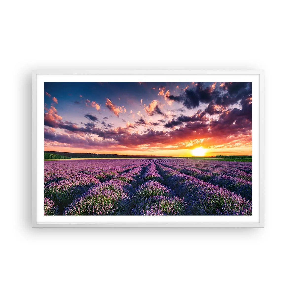 Poster în ramă albă - Lumea lavandei - 91x61 cm