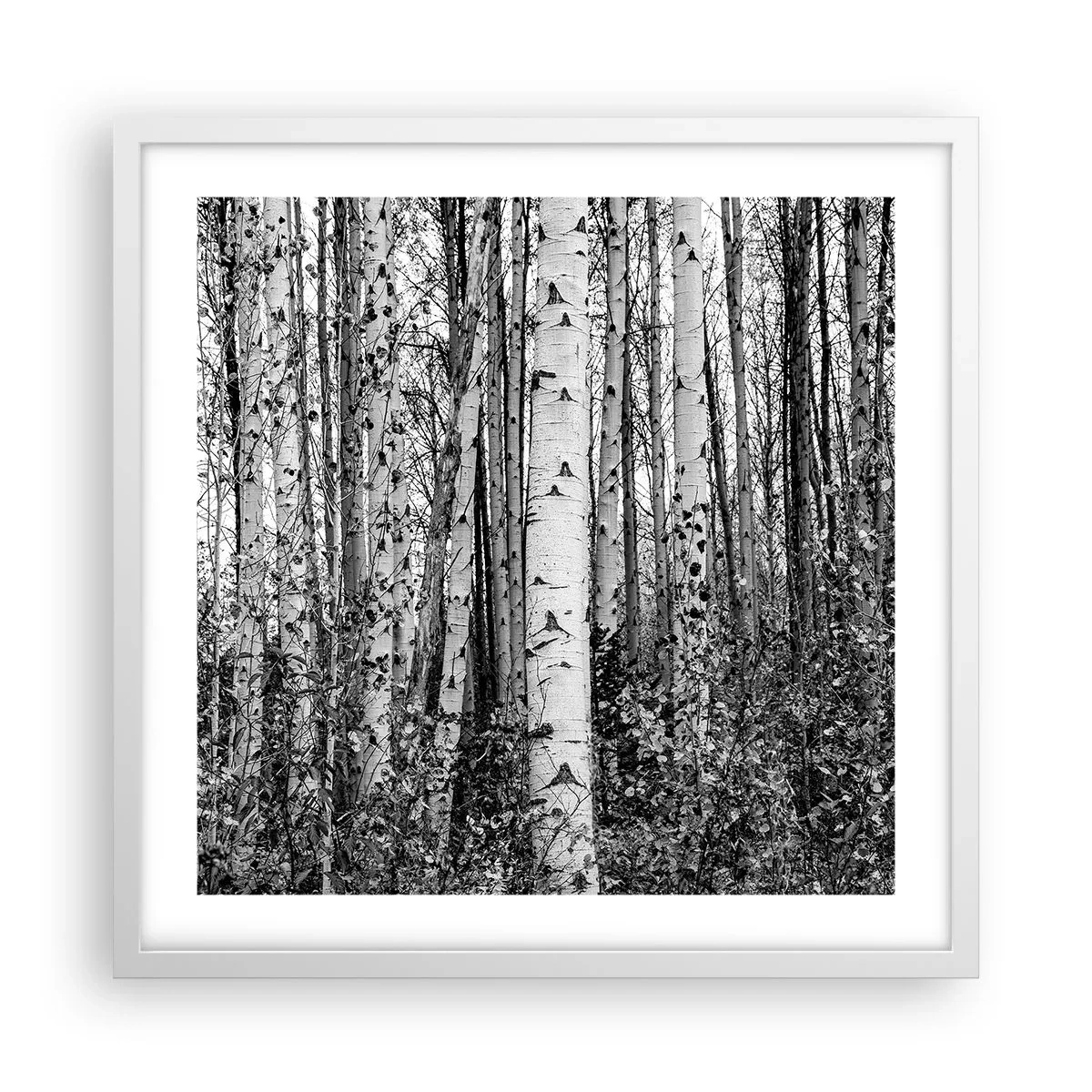 Poster în ramă albă - Coloane de mesteacăn - 50x50 cm