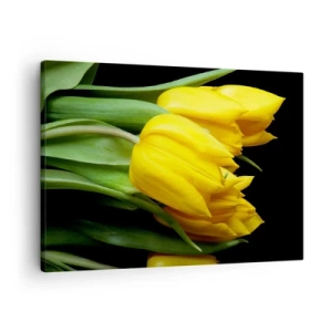 Tablou pe pânză Canvas - Un buchet de lalele galbene pe fundal negru - 70x50cm - Răsărind din soarele pur - Decorațiune modernă pentru perete pentru living și dormitor ARTTOR