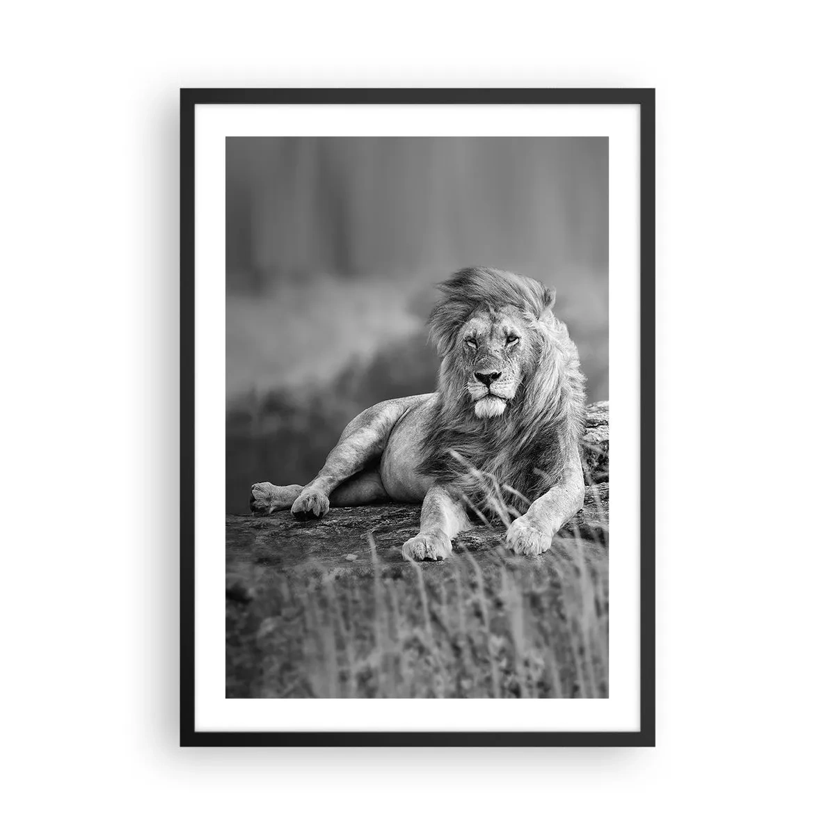 Poster în ramă neagră - Portret alb-negru al unui leu maiestuos pe fundalul savanei - 50x70cm - Siesta regală - Decorațiune modernă pentru perete pentru living și dormitor ARTTOR