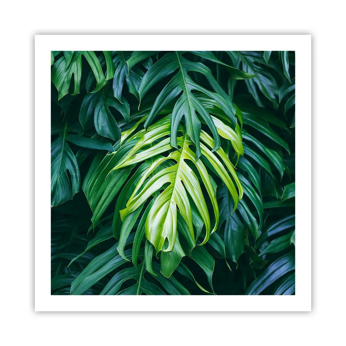 Poster - Scufundă-te în prospețime - 60x60 cm