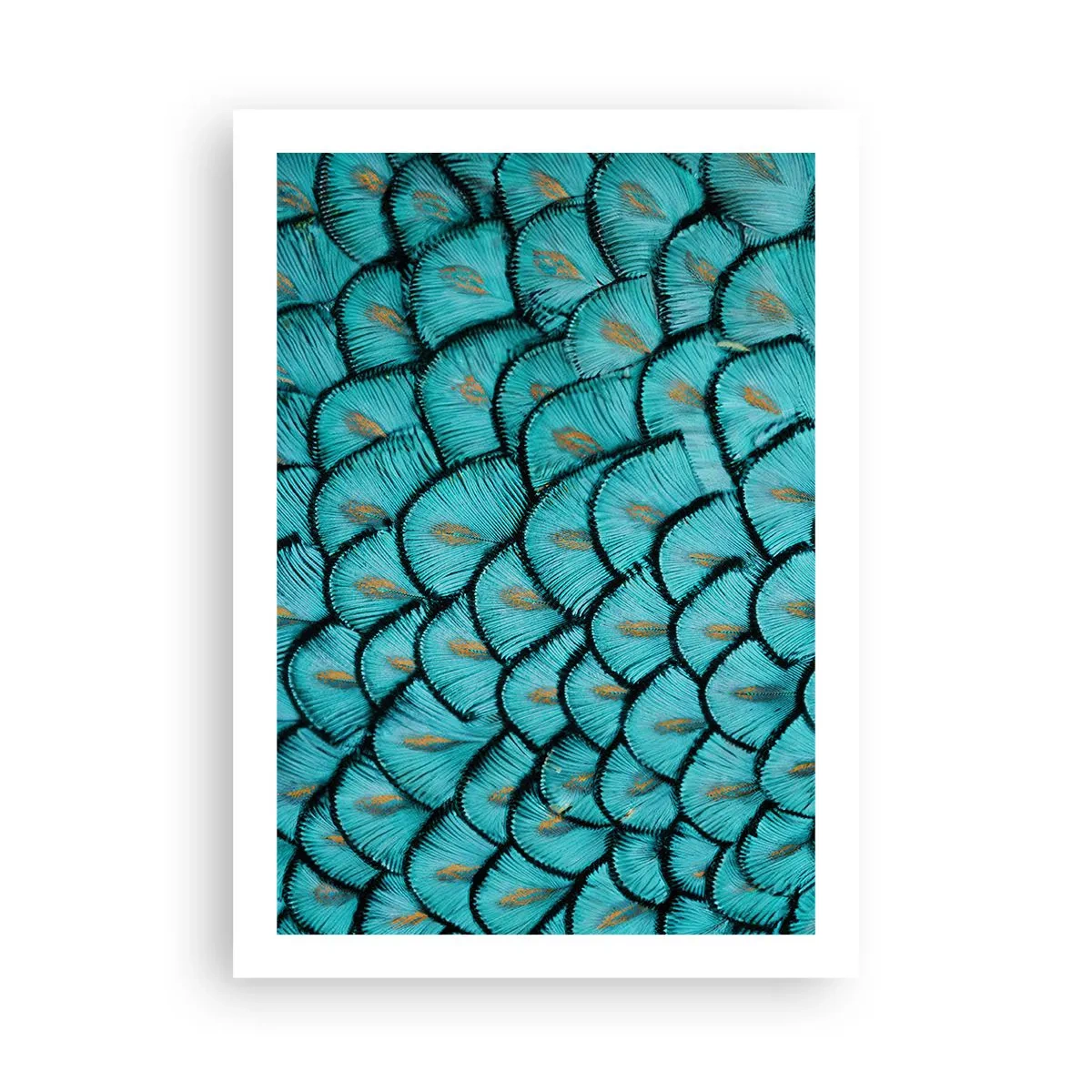 Poster - Marea gală a penelor - 50x70 cm