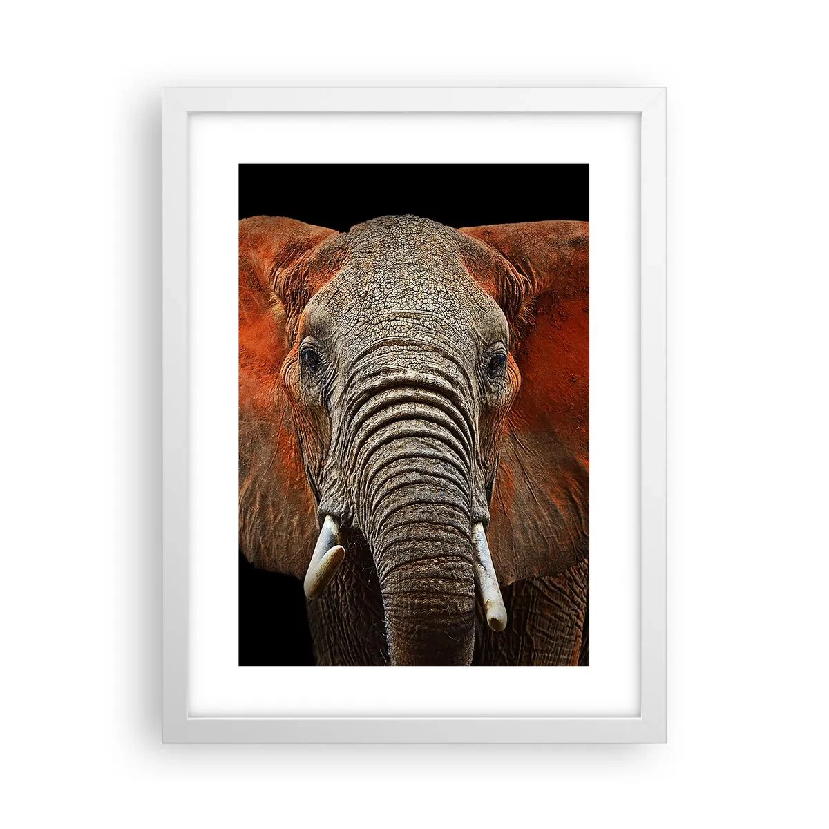 Poster în ramă albă - Sunt sălbatic, și tu? - 30x40 cm