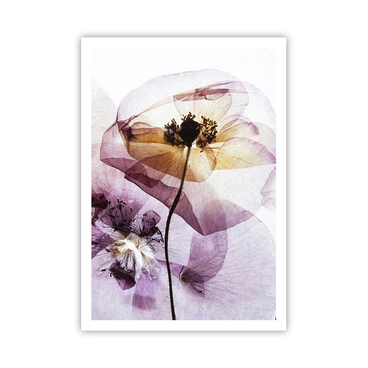 Poster - Corp de flori transparente - 70x100 cm