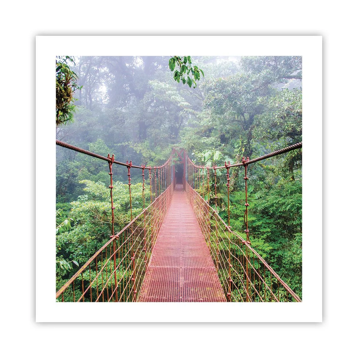 Poster - Suspendat deasupra coroanelor arborilor - 50x50 cm