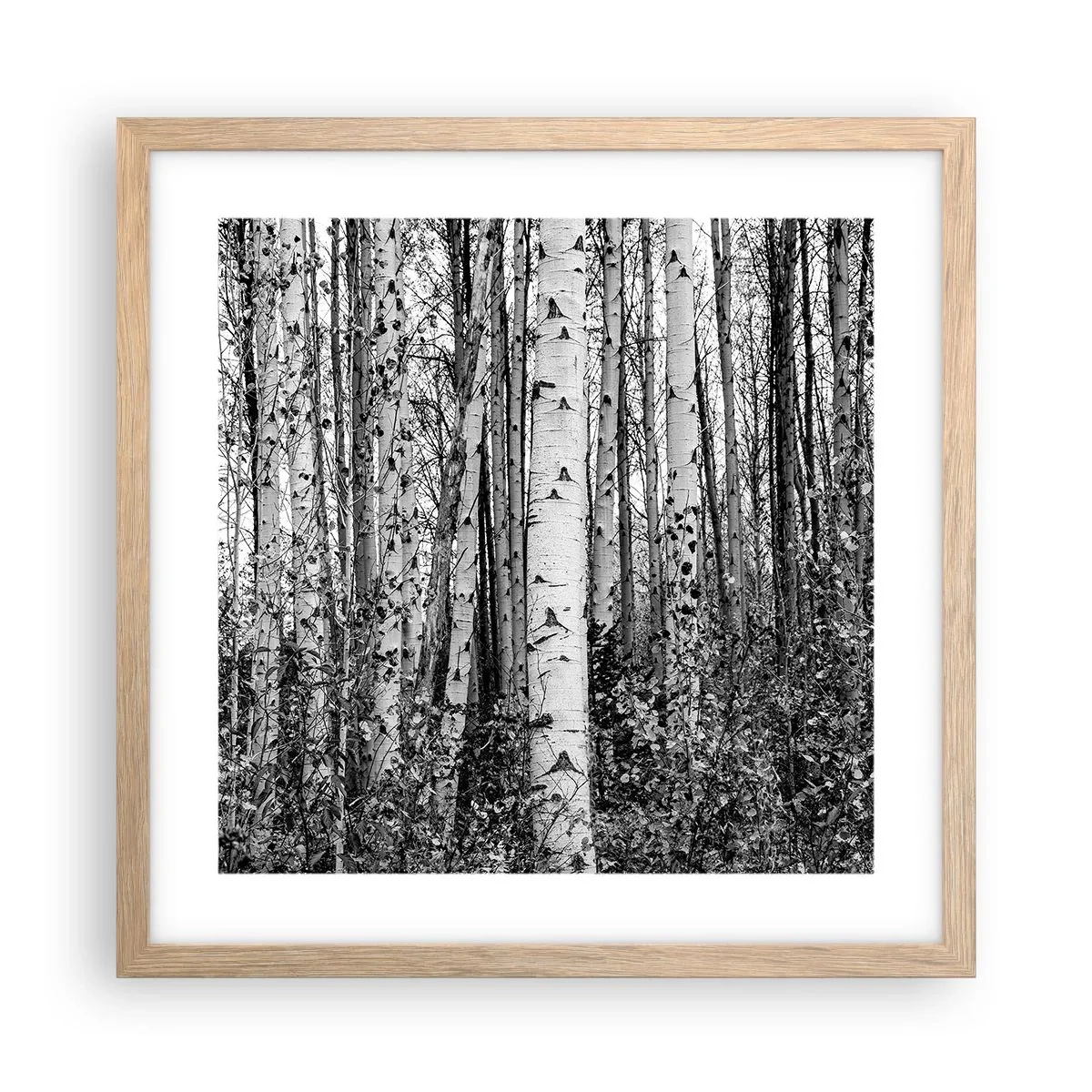 Poster în ramă de stejar deschis - Coloane de mesteacăn - 40x40 cm