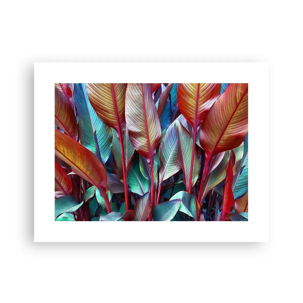 Poster - Tufiș colorat - 40x30 cm