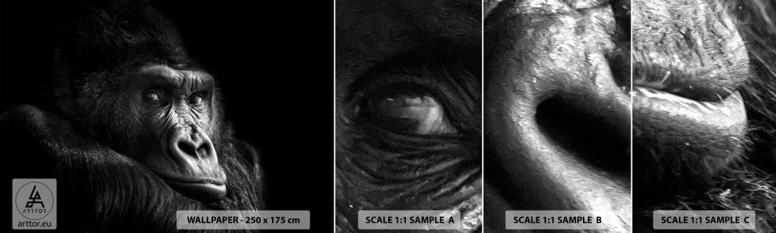 Mostră de Tapet Standard Eco - Și la ce te uiți? - Maimuţă, Gorilă, Animale - 100x30 cm