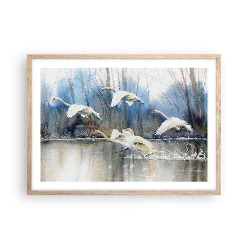 Poster în ramă de stejar deschis - Dansând cu lebedele sălbatice - 70x50 cm