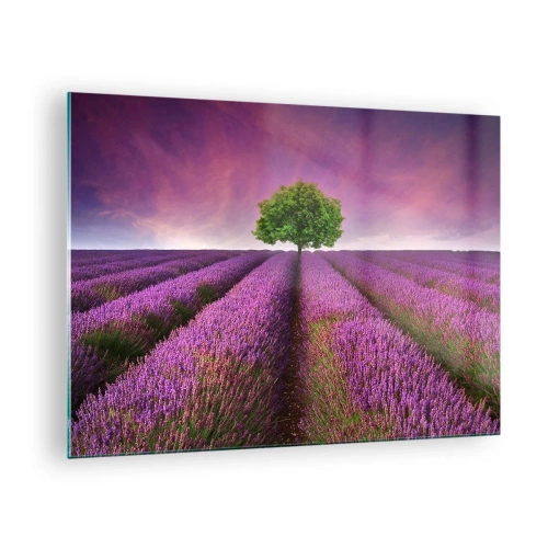Tablou pe sticlă - Un câmp de lavandă cu un copac singuratic pe fundalul cerului - 70x50cm - În câmpurile de lavandă - Decorațiune modernă pentru perete pentru living și dormitor ARTTOR