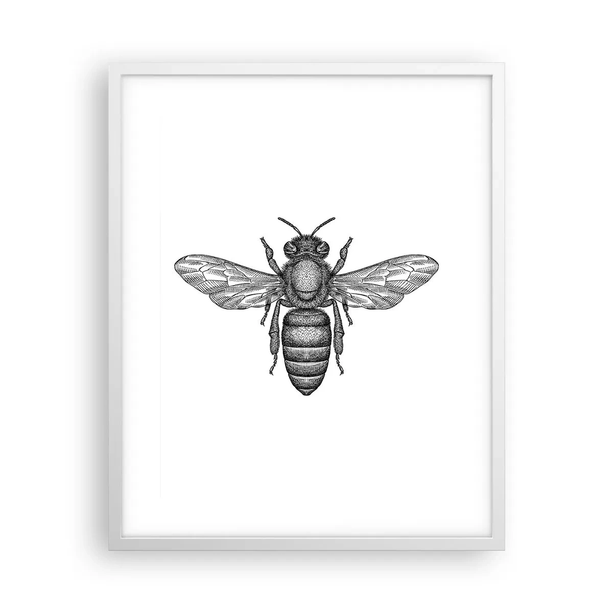 Poster în ramă albă - Portret de insectă - 40x50 cm