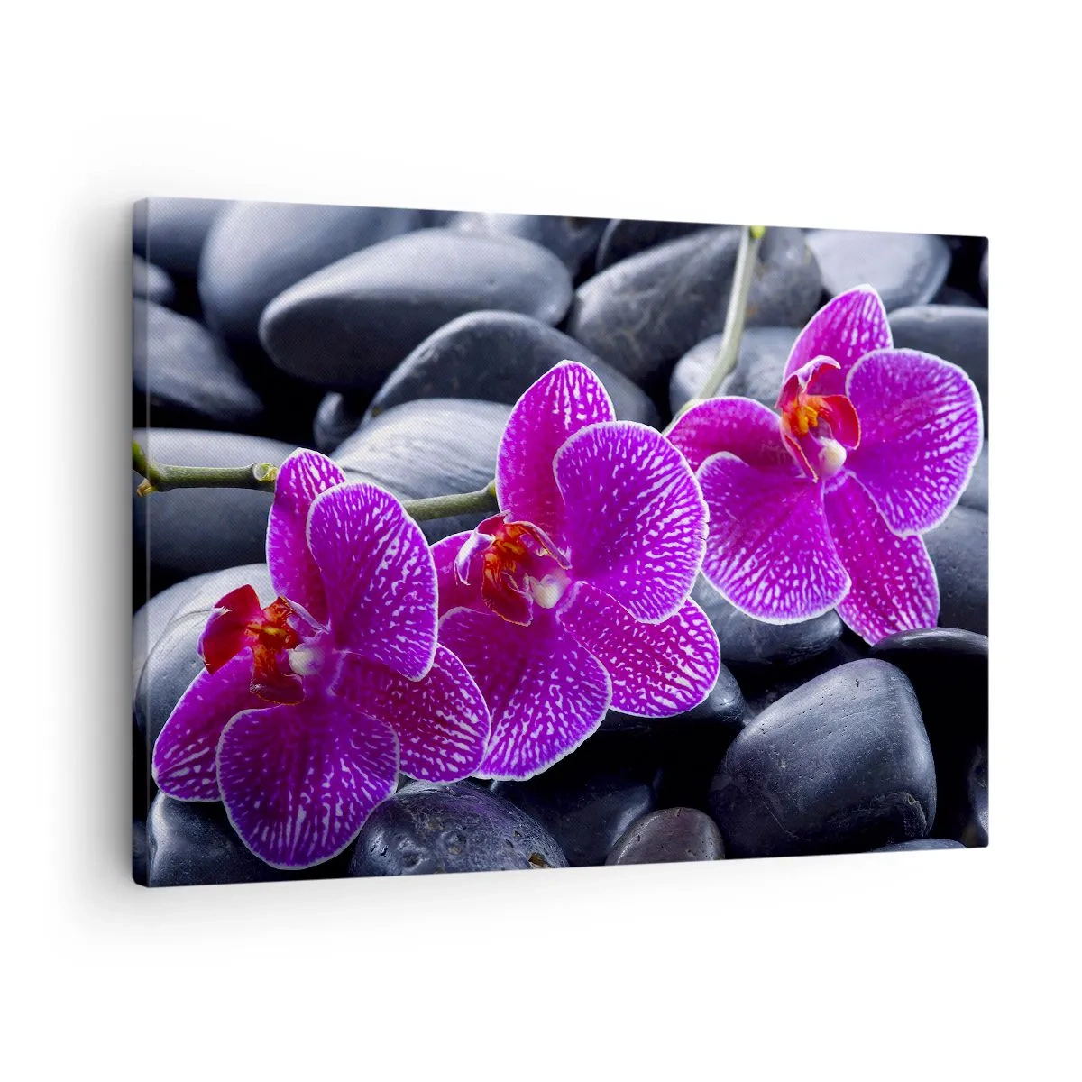 Tablou pe pânză Canvas - Orhidee violete pe un fundal de pietre negre - 70x50cm - Pietrele s-au luminat de încântare - Decorațiune modernă pentru perete pentru living și dormitor ARTTOR