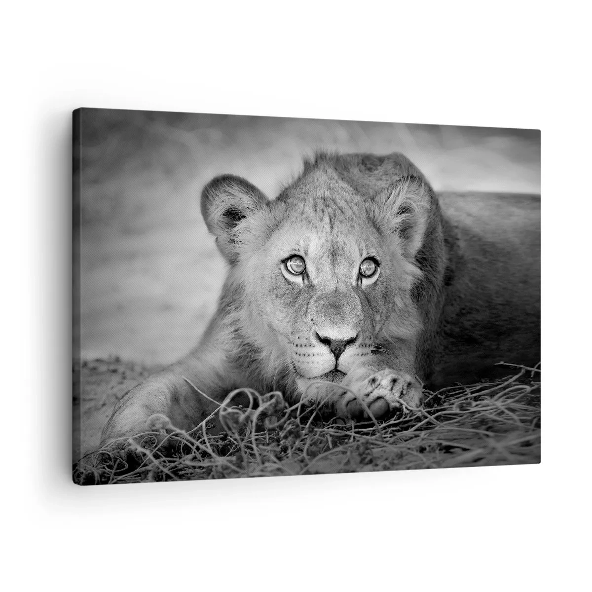 Tablou pe pânză Canvas - Portret monocrom al unui tânăr leu culcat - 70x50cm - Pisicuța regală - Decorațiune modernă pentru perete pentru living și dormitor ARTTOR