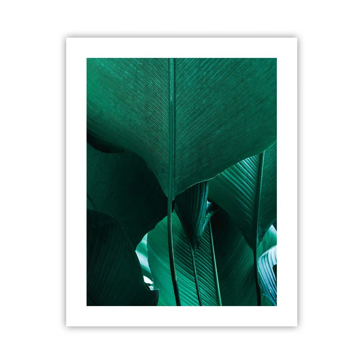 Poster - Cu frunza la lumină - 40x50 cm