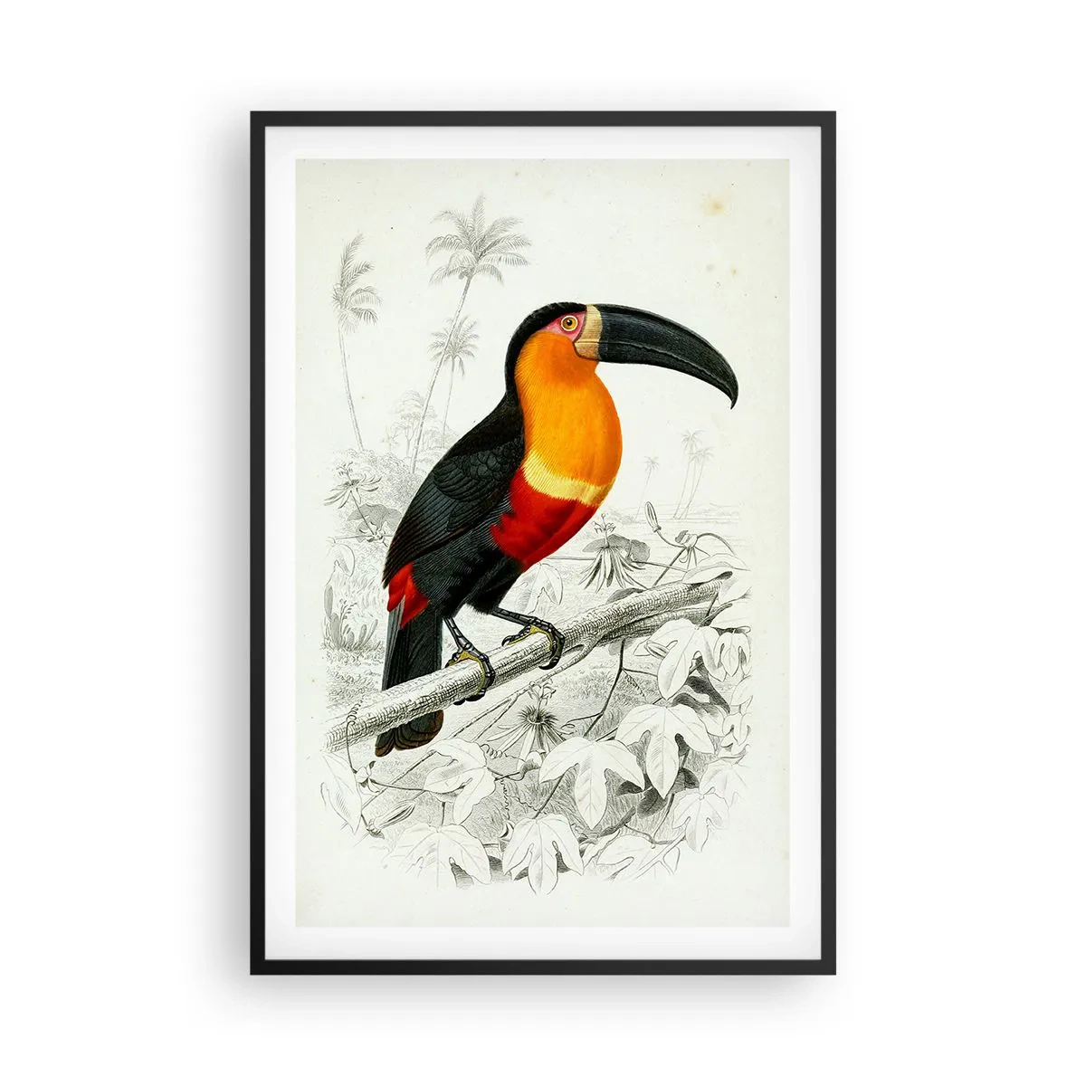 Poster în ramă neagră - Culori de păsări - 61x91 cm