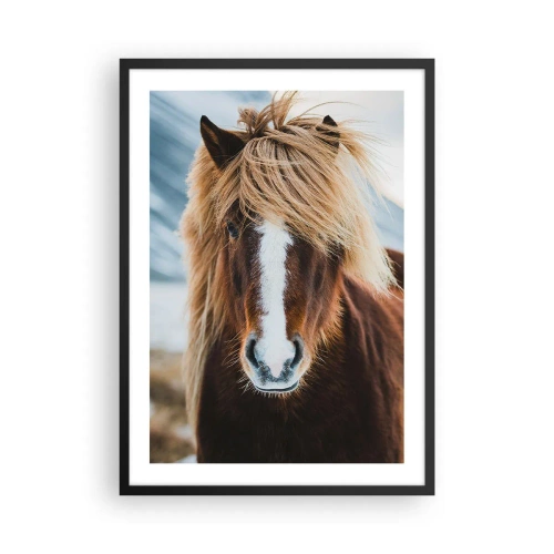 Poster în ramă neagră - Un prim-plan al unui cal islandez cu o coamă lungă pe fundalul natural. - 50x70cm - Simțiți libertatea? - Decorațiune modernă pentru perete pentru living și dormitor ARTTOR