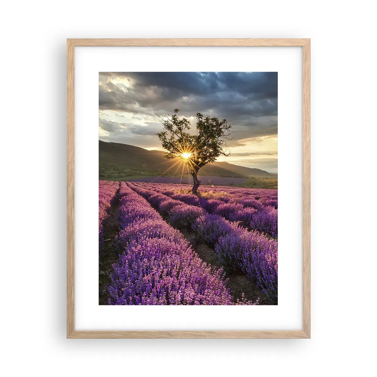 Poster în ramă de stejar deschis - Aroma în liliac - 40x50 cm