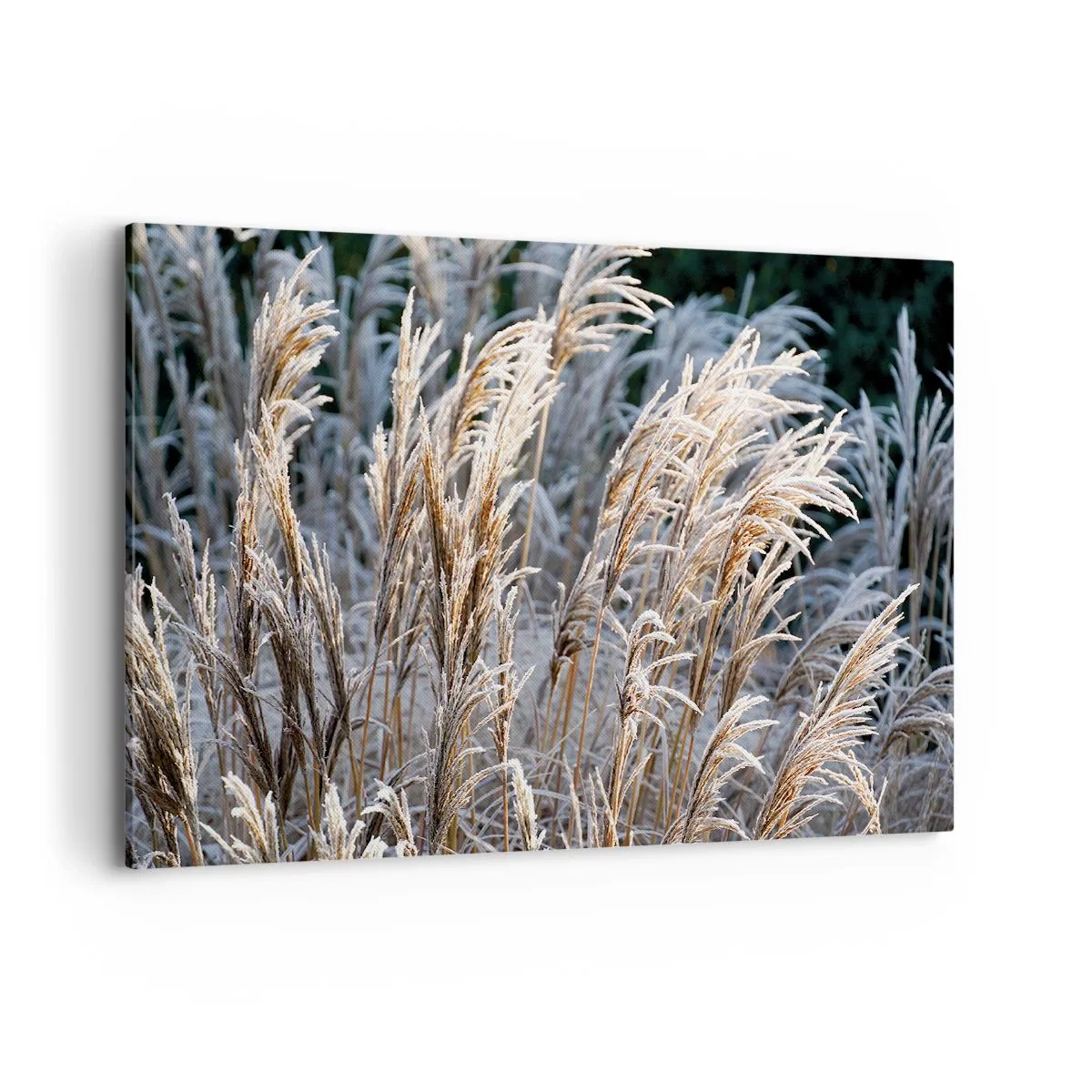 Tablou pe pânză - Împodobite cu brumă - 120x80 cm