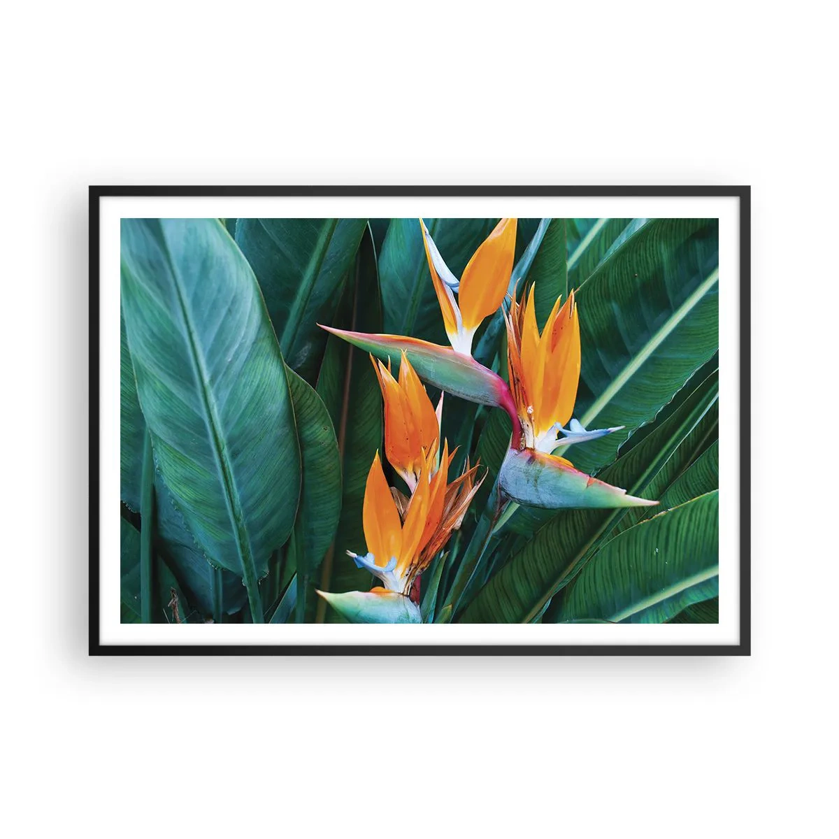 Poster în ramă neagră - Este o floare sau o pasăre? - 100x70 cm