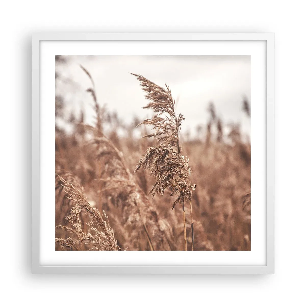 Poster în ramă albă - Toamna pe câmpuri - 50x50 cm