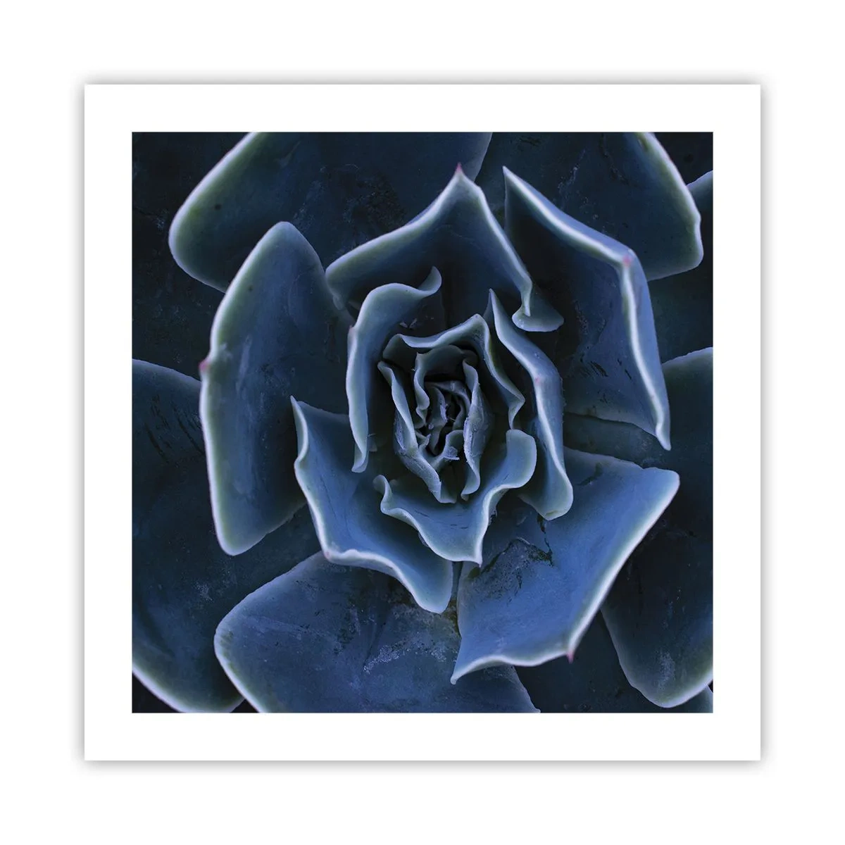 Poster - Floare de deșert - 50x50 cm