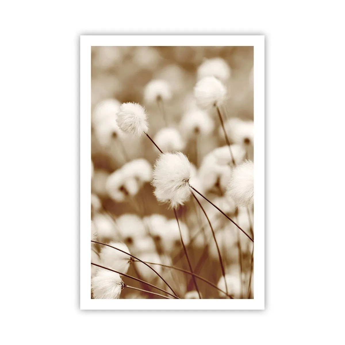 Poster - Câmp pufos - 61x91 cm