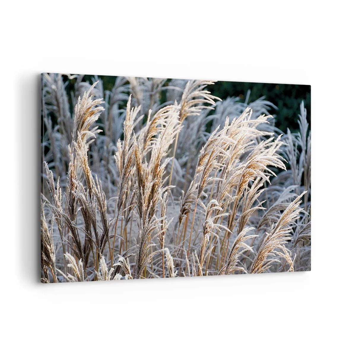 Tablou pe pânză - Împodobite cu brumă - 100x70 cm