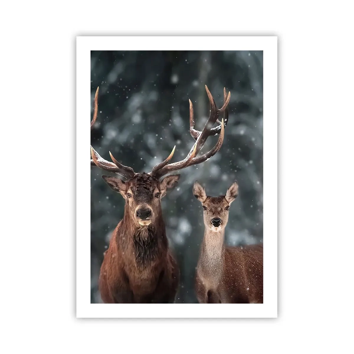 Poster - Stăpânul pădurii și soția sa - 50x70 cm