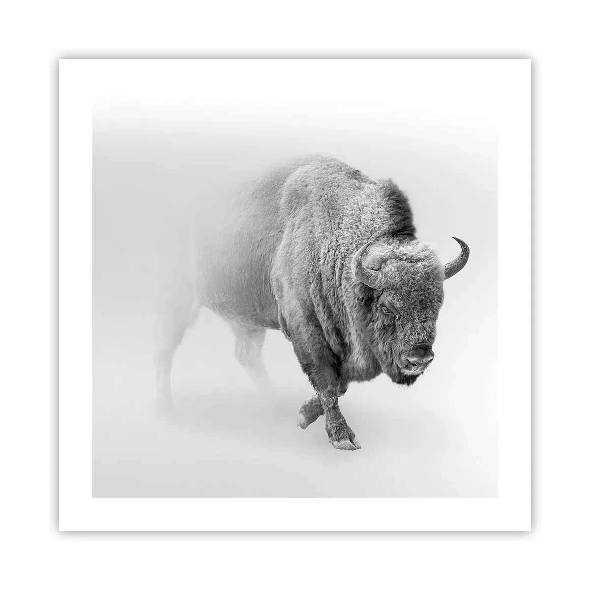 Poster - Regele preriilor - 50x50 cm