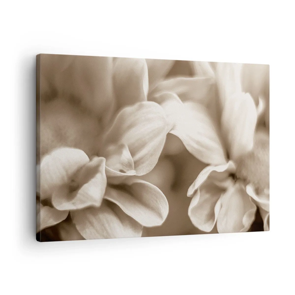 Tablou pe pânză Canvas - Prim-plan cu flori într-un ton sepia delicat, cu contururi moi - 70x50cm - Blânde ca un zâmbet - Decorațiune modernă pentru perete pentru living și dormitor ARTTOR
