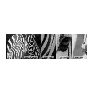 Mostră tapet Premium Canvas - Lumea e albă și neagră - Animale, Coaste, alb-negru - 100x30 cm