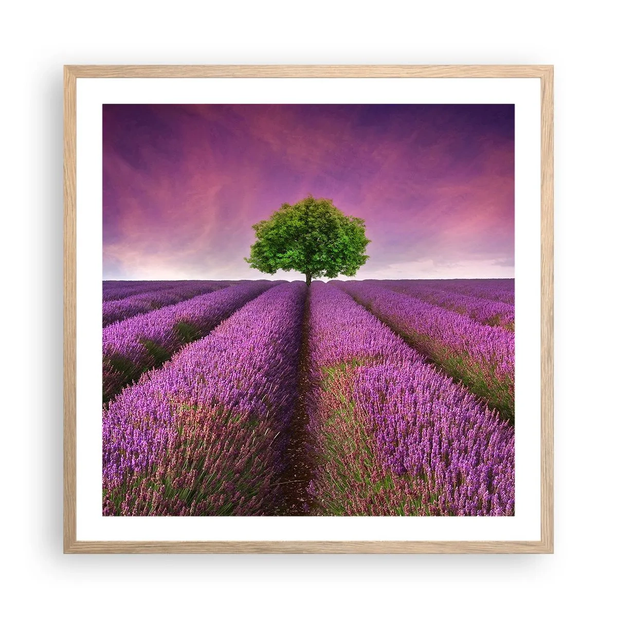 Poster în ramă de stejar deschis - În câmpurile de lavandă - 60x60 cm