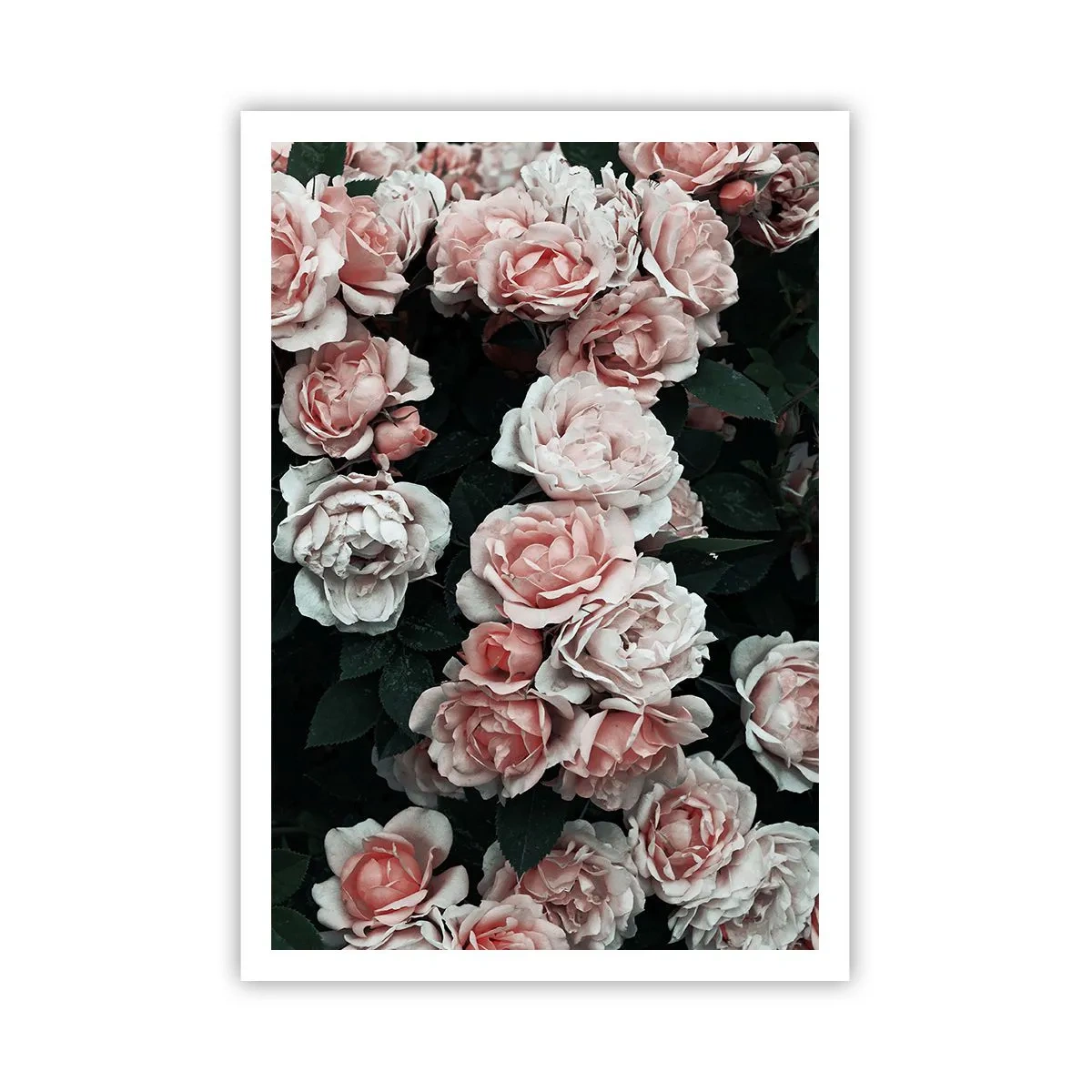 Poster - Ansamble de trandafiri - 70x100 cm