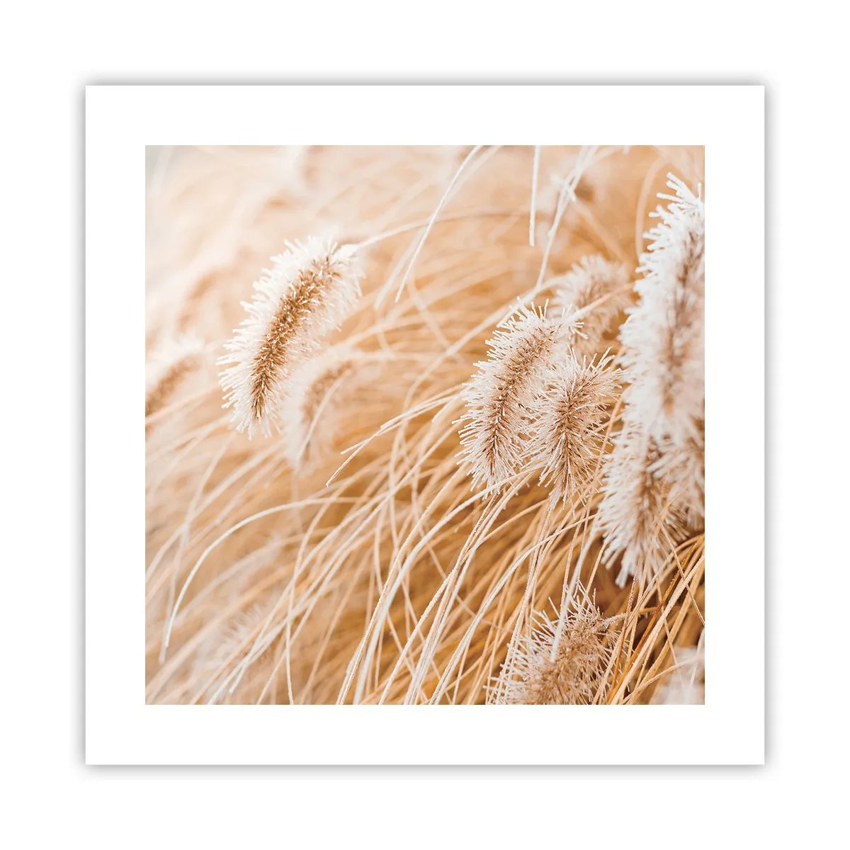 Poster - Foșnetul auriu al ierburilor - 40x40 cm