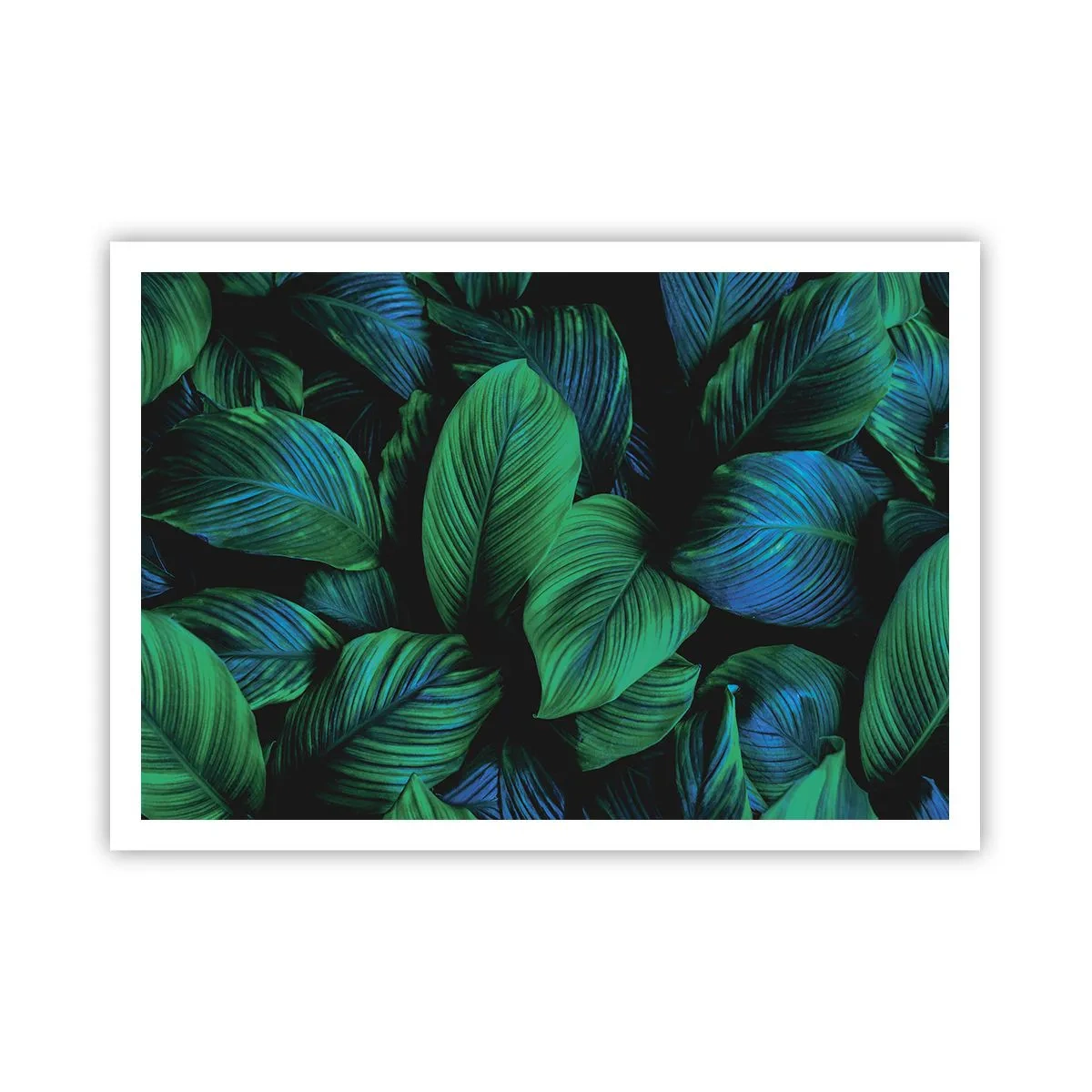 Poster - Traficul verde - 100x70 cm