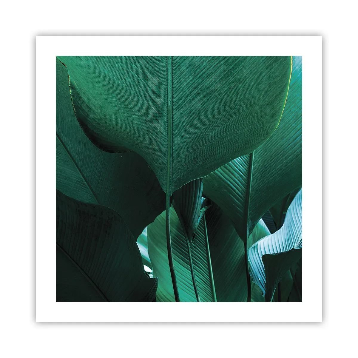 Poster - Cu frunza la lumină - 50x50 cm